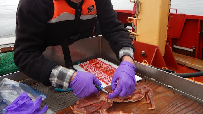 Une personne qui pose une étiquette sur un crabe.
