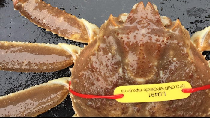 Un crabe qu'on mesure.