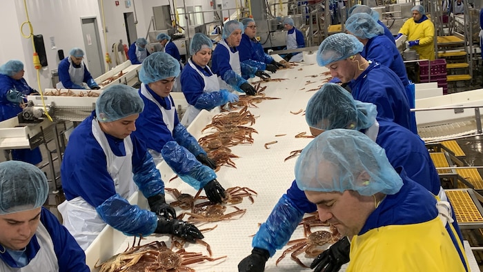 Des travailleurs d'usine décortiquent du crabe.