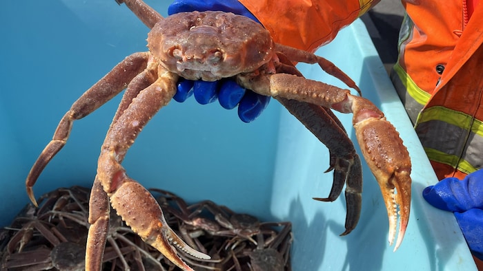Un pêcheur tient un crabe dans sa main gantée.