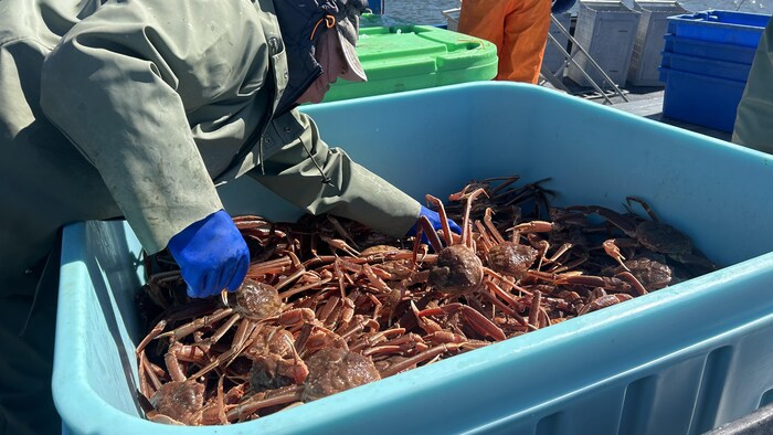Un baril rempli de crabe des neiges.