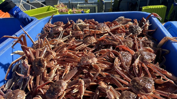 Un bac rempli de crabes vivants.