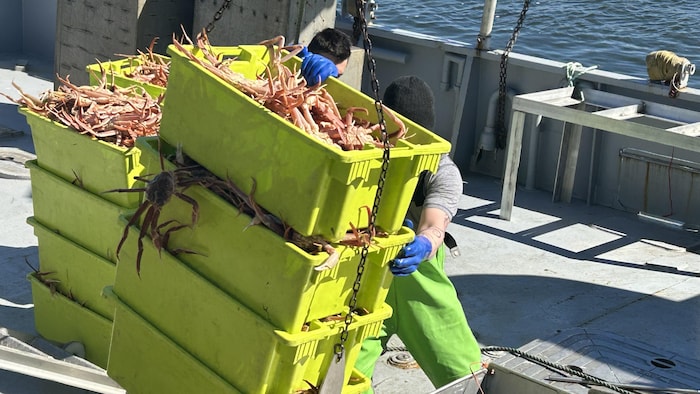 Des pêcheurs transportent des bacs remplis de crabes des neiges.