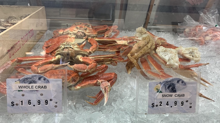 Des crabes des neiges sur de la glace.