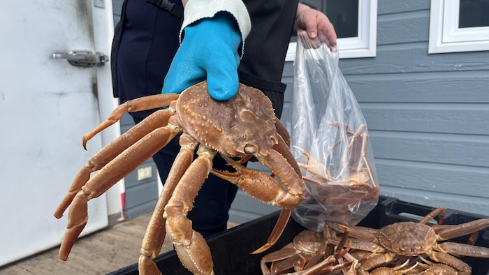 Quelqu'un tient un crabe d'une main. 