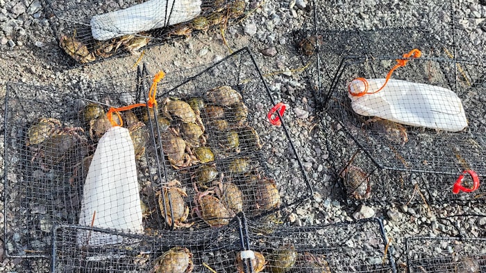 Des cages avec des crabes verts sur une plage.