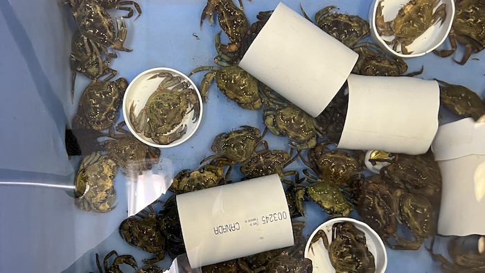 Green crabs in a pool. maurice-lamontagne institute opens its doors