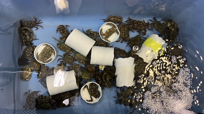 Des crabes verts dans un aquarium.