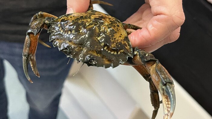 Un crabe vert tenu dans une main. 