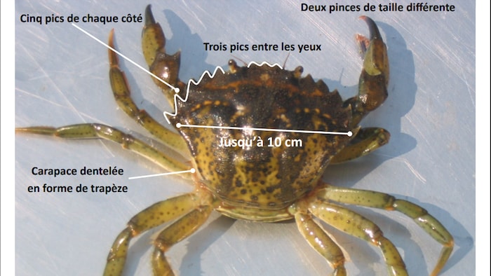 Une affiche qui indique les caractéristiques du crabe vert.