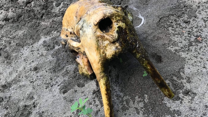 Le crâne de morse découvert à Matane