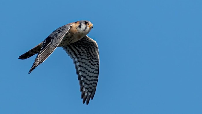 Une crécerelle d'Amérique qui vole dans le ciel.
