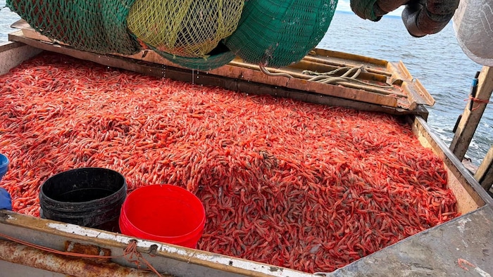 Un bac d'un bateau de pêche rempli de petites crevettes nordiques sous un grand filet suspendu en mer.