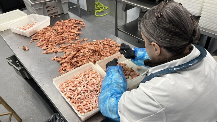 Une femme décortique des crevettes.
