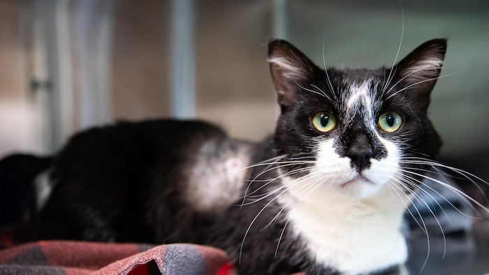 Un chat noir et blanc regarde la caméra, une partie de son dos a été rasée