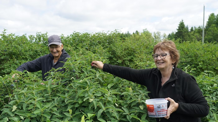 Un coupe récolte des camerises dans un buisson de la Vallée de la framboise.