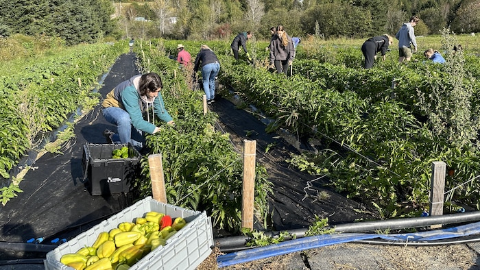 Des jeunes qui récoltent des légumes dans un champ.
