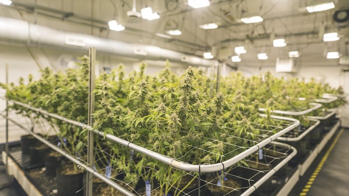 Des plants de cannabis.