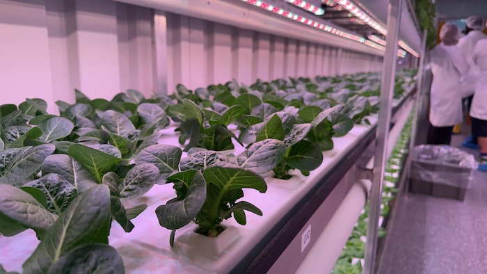 L'intérieur de la ferme modulaire avec des plants de légumes. 