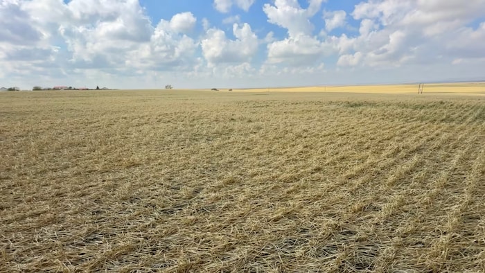 Une culture d'orge endommagée par la grêle près de Milo, en Alberta (août 2024).