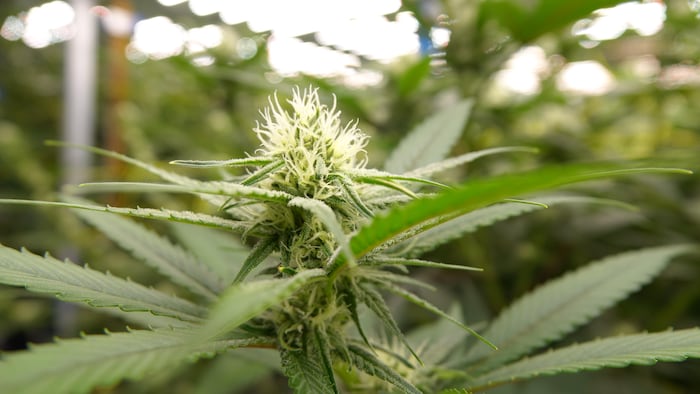 Une fleur de cannabis.