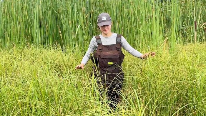 Lauren Musgrove, étudiante en sciences à l'Université du Manitoba, sort de l'eau parmi les quenouilles d'une cuvette des Prairies, au sud de Minnedosa.