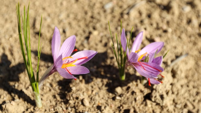 Le crocus sativus 