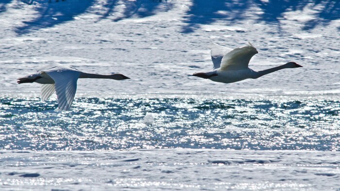 Des cygnes trompettes volent au-dessus d'une étendue d'eau partiellement gelée.