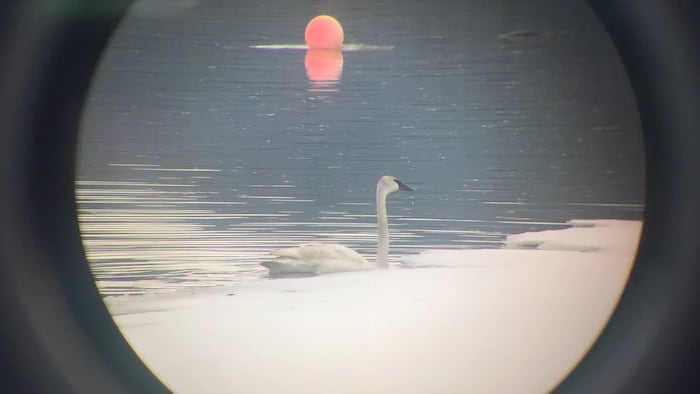 Un oiseau blanc flotte sur l'eau. 