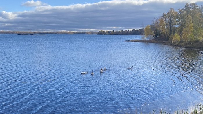 Des cygnes trompette sur le lac Osisko.