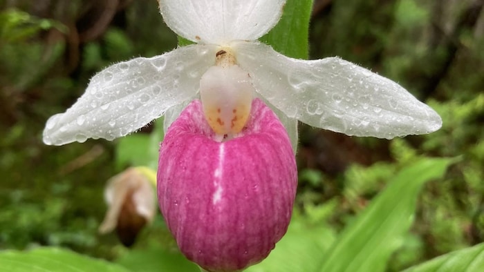 Une fleur rose et blanche. Il s'agit d'un cypripède royal.