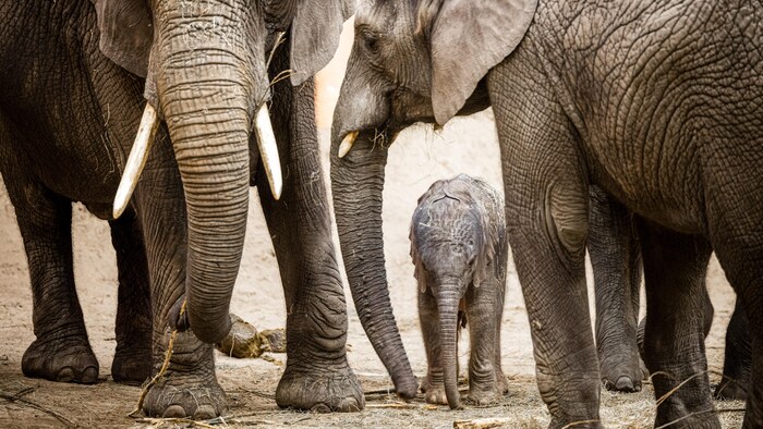 Un petit éléphant entre les pattes d'éléphants adultes.