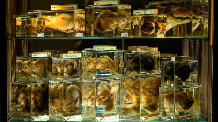 Une quinzaine de têtes d'animaux dans des bocaux de verre.