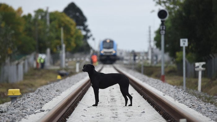 Un chien est au milieu de la voie ferré, alors qu'un train approche.
