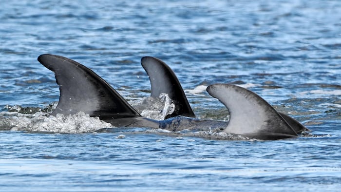 Des ailerons de dauphins.