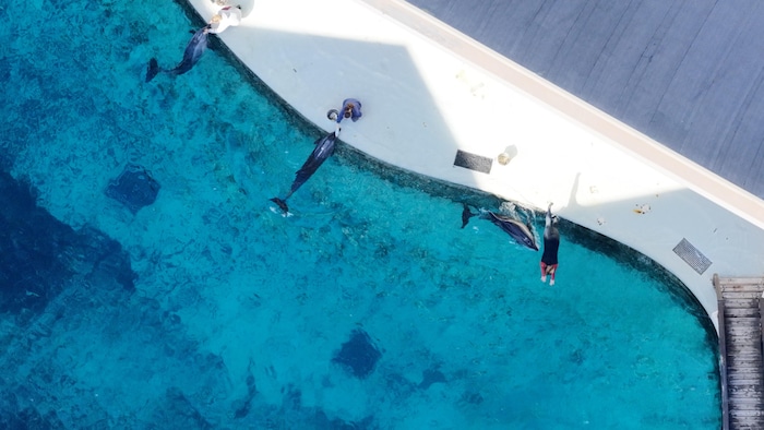 
Vue aérienne d’un des bassins du parc d’attractions Marineland Niagara Falls, désormais fermé, où l’on peut voir des dauphins soignés par le personnel, en octobre 2025.