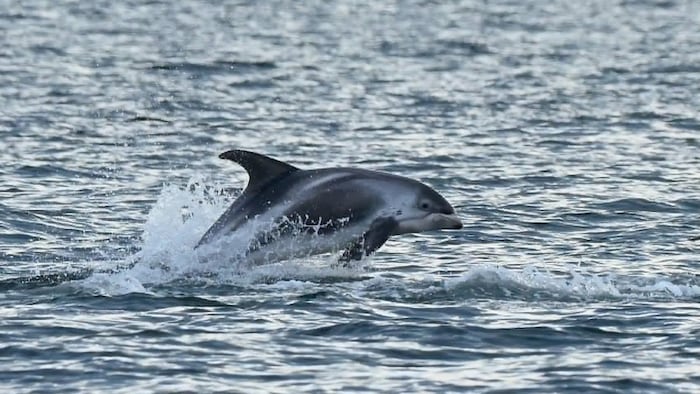 Un dauphin à nez blanc saute hors de l'eau.