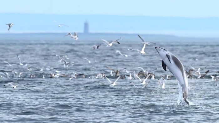 Un dauphin à nez blanc saute hors de l'eau.