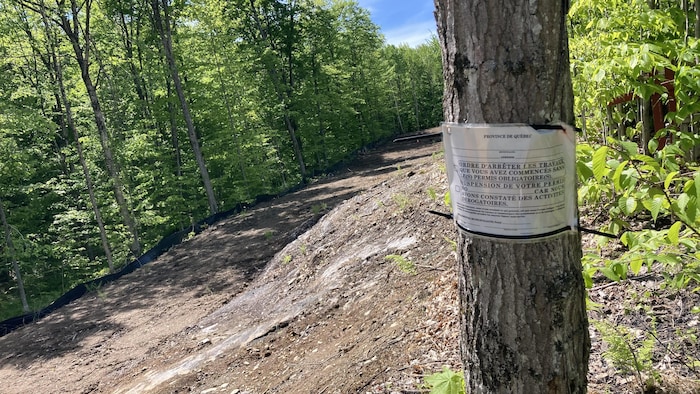 L'avis d'arrêt de travaux sur un arbre sur un terrain déboisé. 