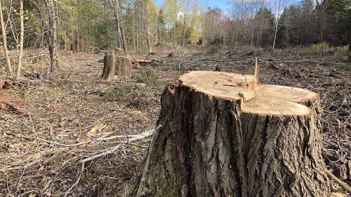 Des arbres coupés à Rimouski.