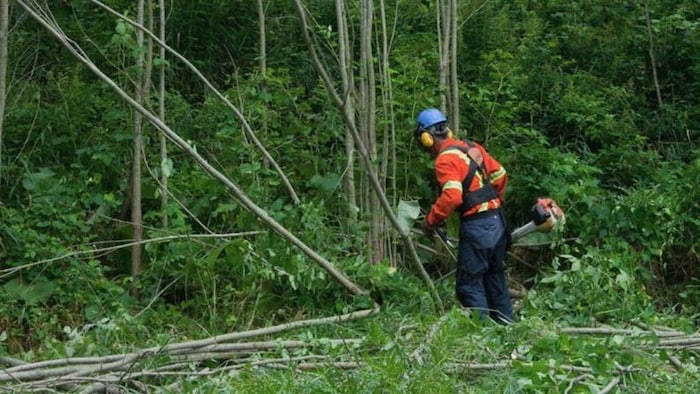 Des débroussailleurs se disent « exploités » par des sous-traitants  d'Hydro-Québec | Radio-Canada