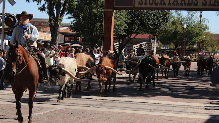 Un défilé de bœufs dans une rue de Fort Worth, au Texas.