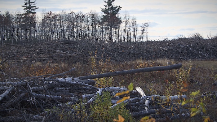 Des arbres coupés pourrissent sur les terres nouvellement déboisées.