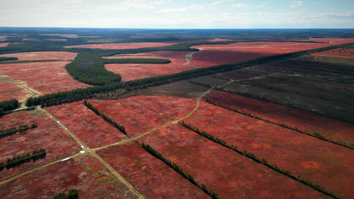 Les champs de bleuets à perte de vue du haut du ciel de Tracadie.