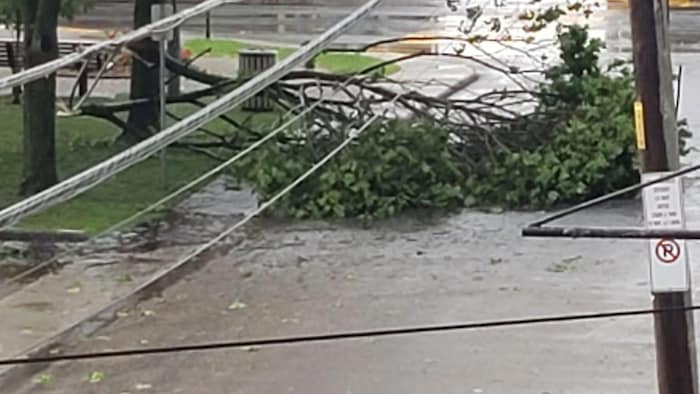 Une très grosse branche tombée sur une rue