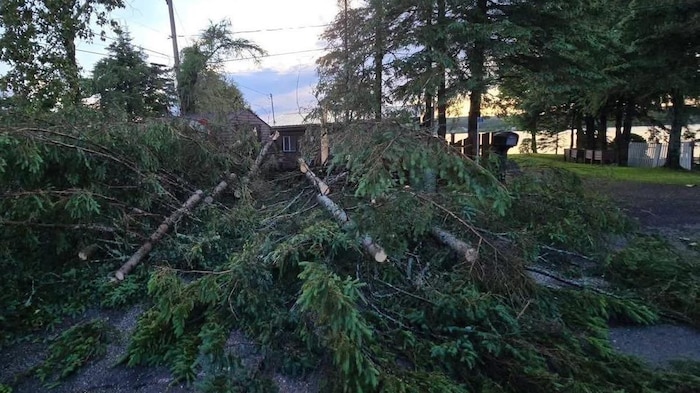 Des arbres ayant été emportés par le vent jonchent la route et le terrain d'une résidence.