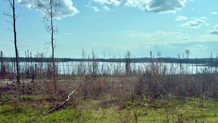 A river and vegetation after passing the flames. "the loss devastating": hard return