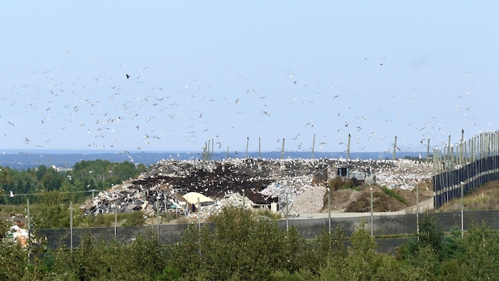 Un dépotoir avec des oiseaux.