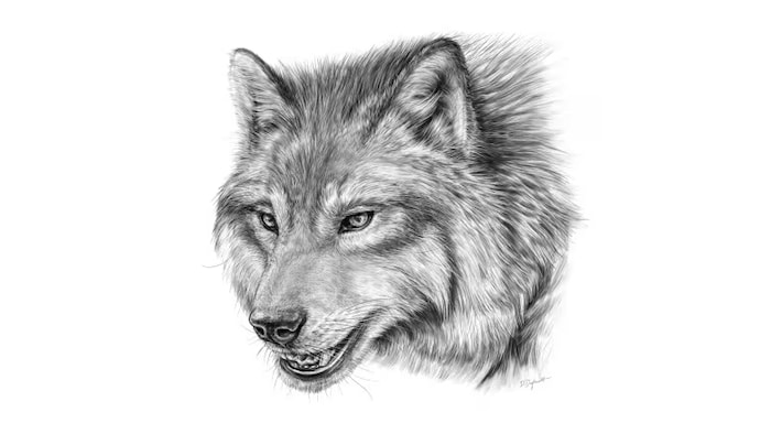 https://images.radio-canada.ca/q_auto,w_700/v1/ici-info/16x9/dessin-loup-canis-dirus.png