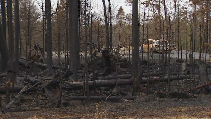Des voitures et des arbres brûlés à Upper Tantallon, en Nouvelle-Écosse.
